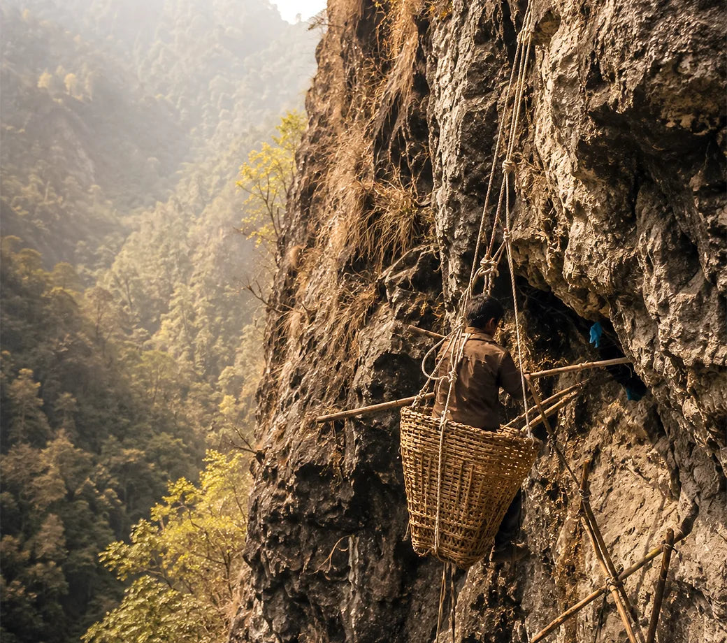 A Nepali honey hunter suspended on ropes beside a Himalayan cliff, harvesting wild honeycomb above a misty forested valley