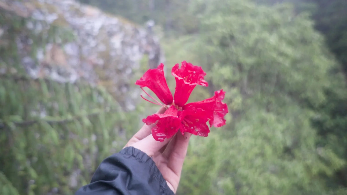 A weathered hand holding a cluster of wild red rhododendron flowers on a misty cliffside in Nepal