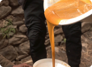 Collecting the Honey